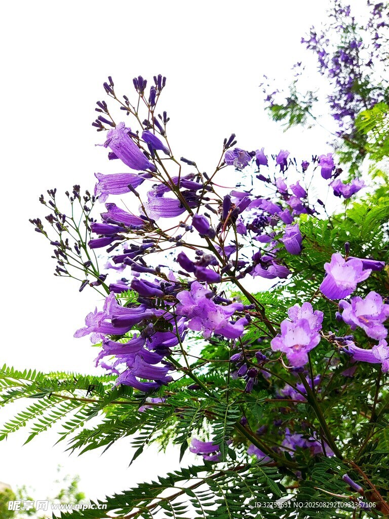 盛开的紫色繁花