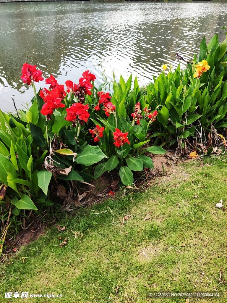 湖畔艳丽花卉装点绿草