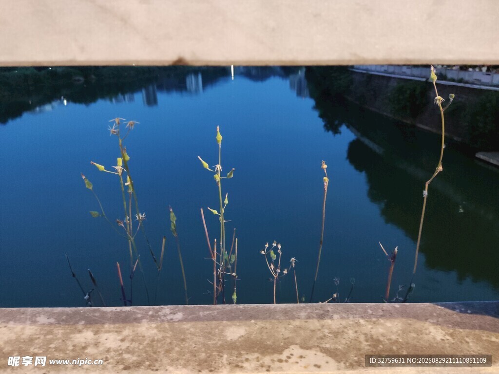宁静湖面的水生植物景观