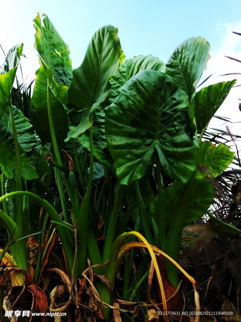巨大绿叶植物景观