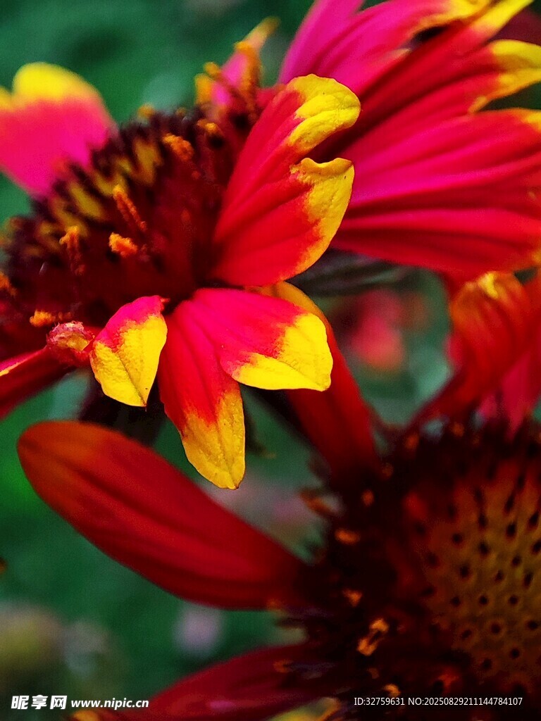 艳丽双色花朵特写