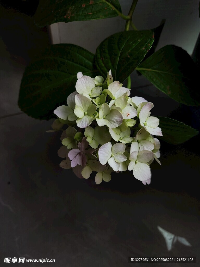 白色绣球花特写