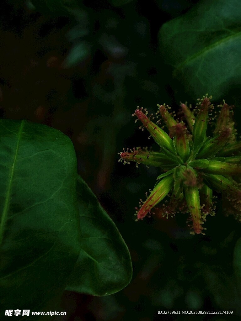 绿色花苞特写