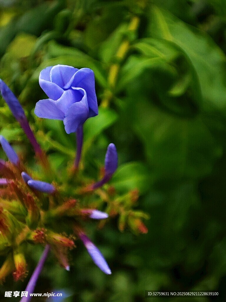 蓝花绽放于绿叶间