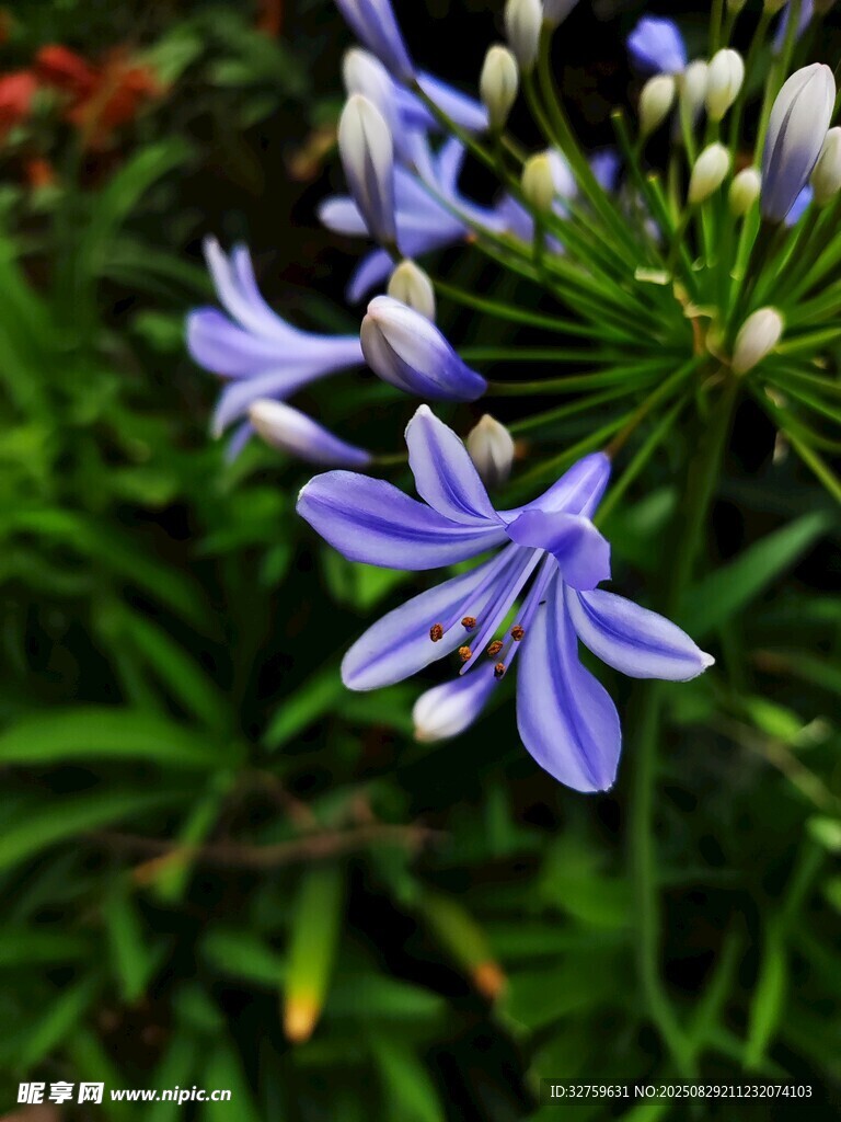 蓝紫色百子莲特写