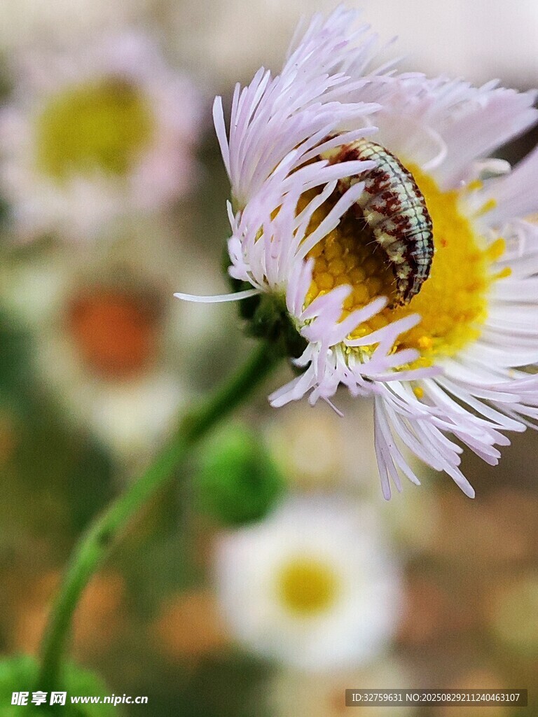 蜜蜂栖于白色小花上