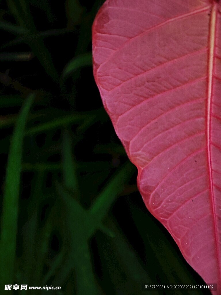 粉红叶片特写