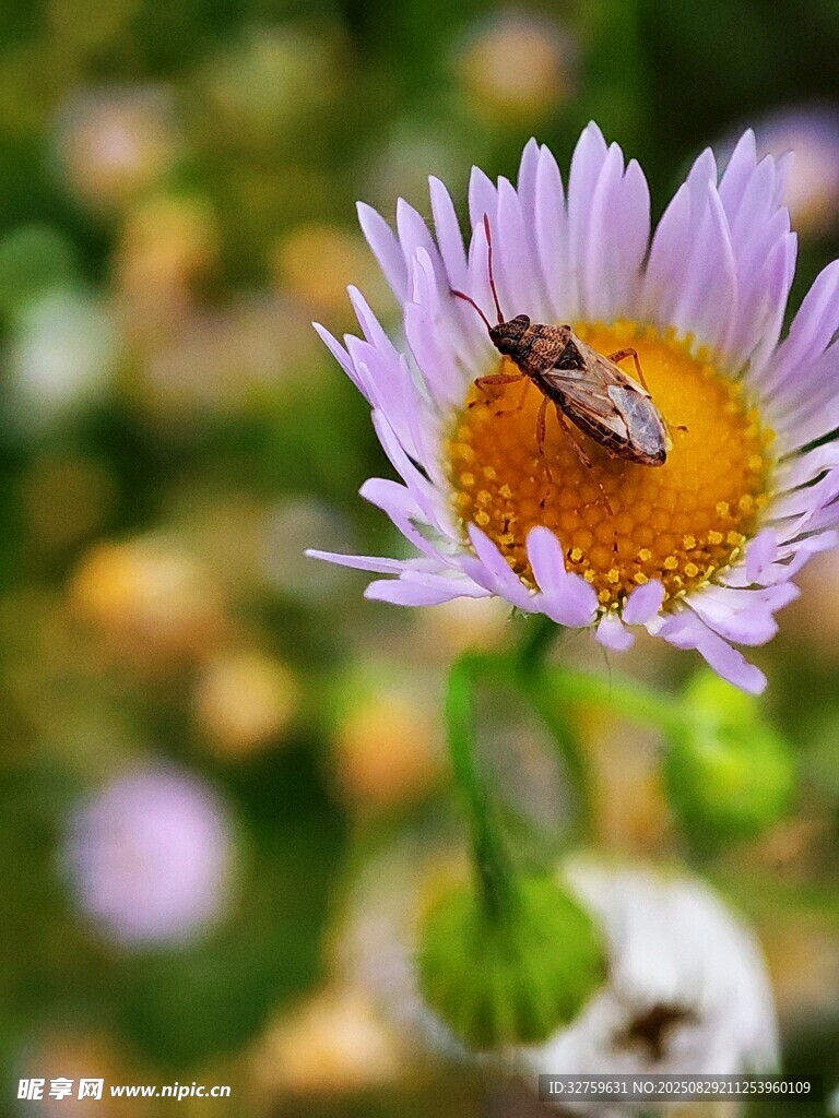 紫花上的蜜蜂