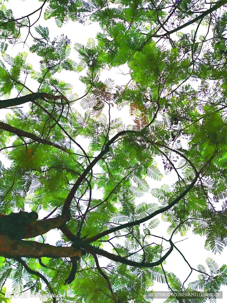 仰视繁茂绿树树冠