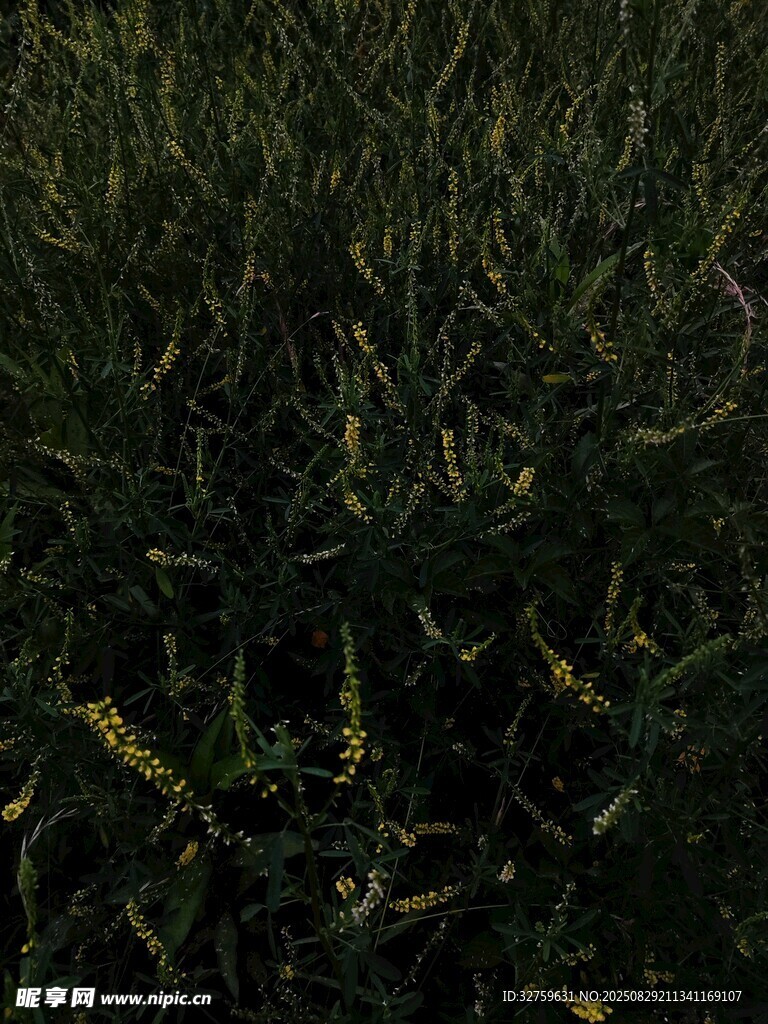 茂密绿植景观