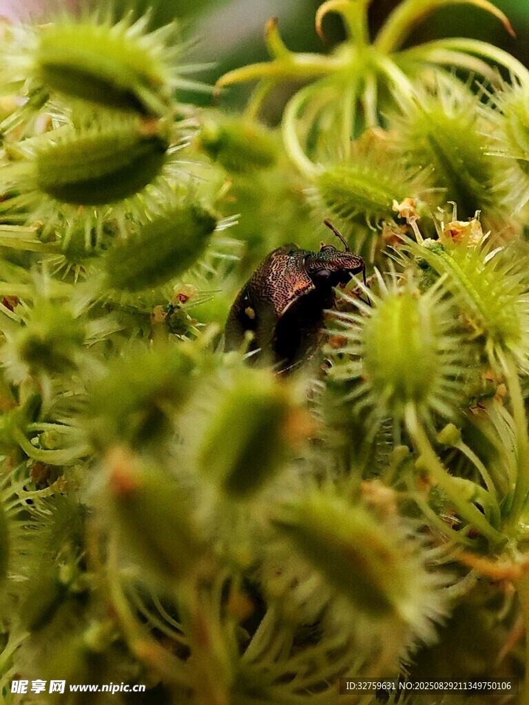 捕蝇草上的昆虫