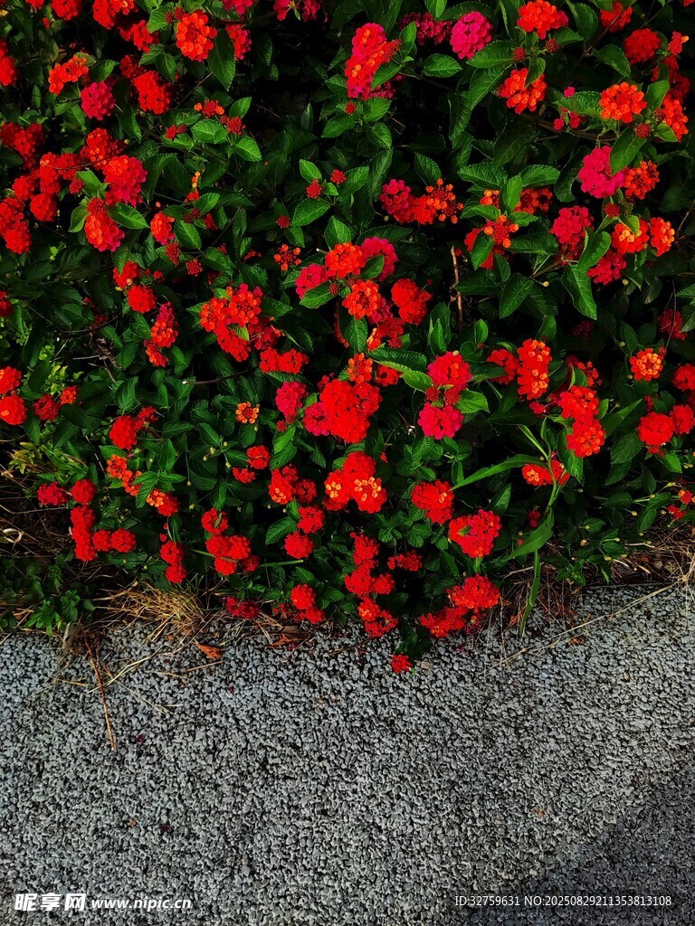 路边盛放的鲜艳红色花朵