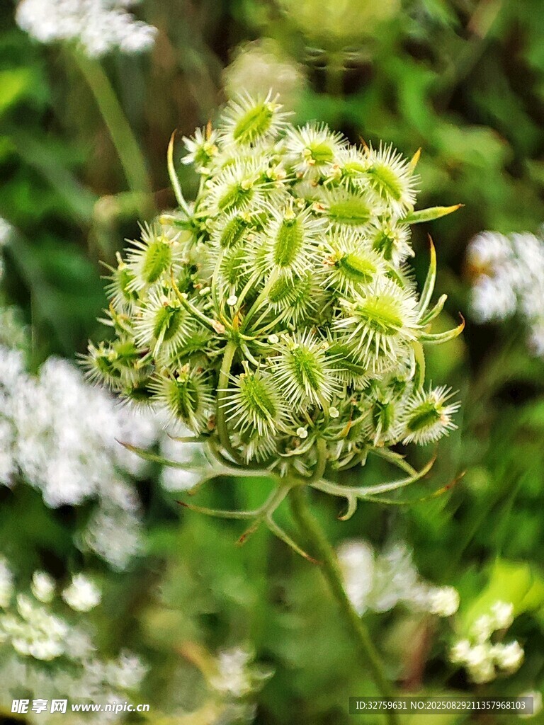绿色花簇特写