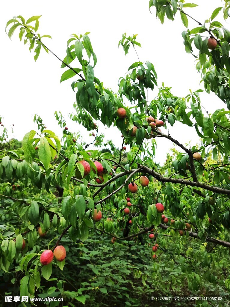 枝头硕果累累的桃树