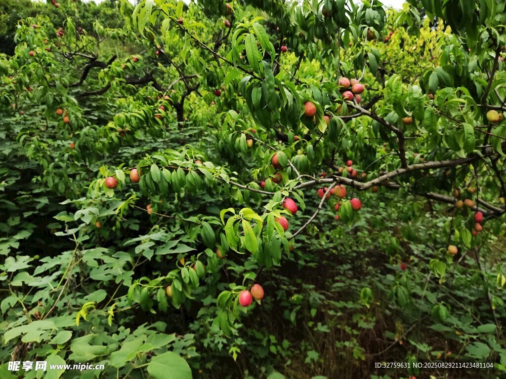 枝头红果挂于繁茂绿叶间