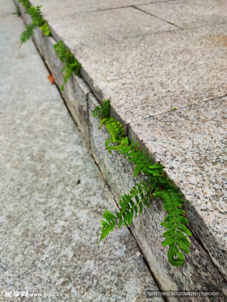 石缝中生长的翠绿蕨类植物