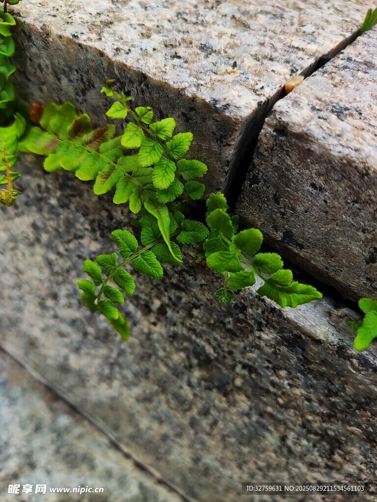 石缝中生长的翠绿三叶草