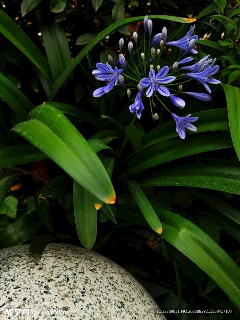 石旁蓝花绽放
