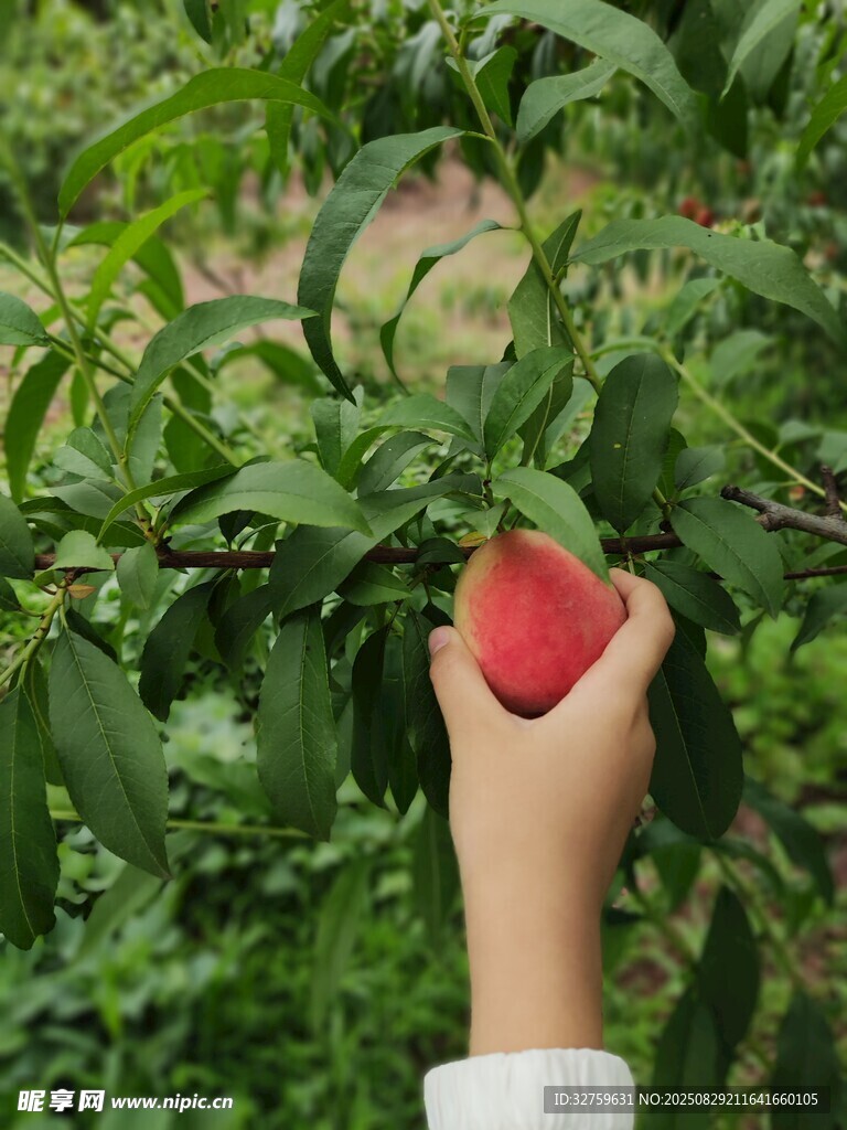 手摘鲜桃于翠绿桃林间
