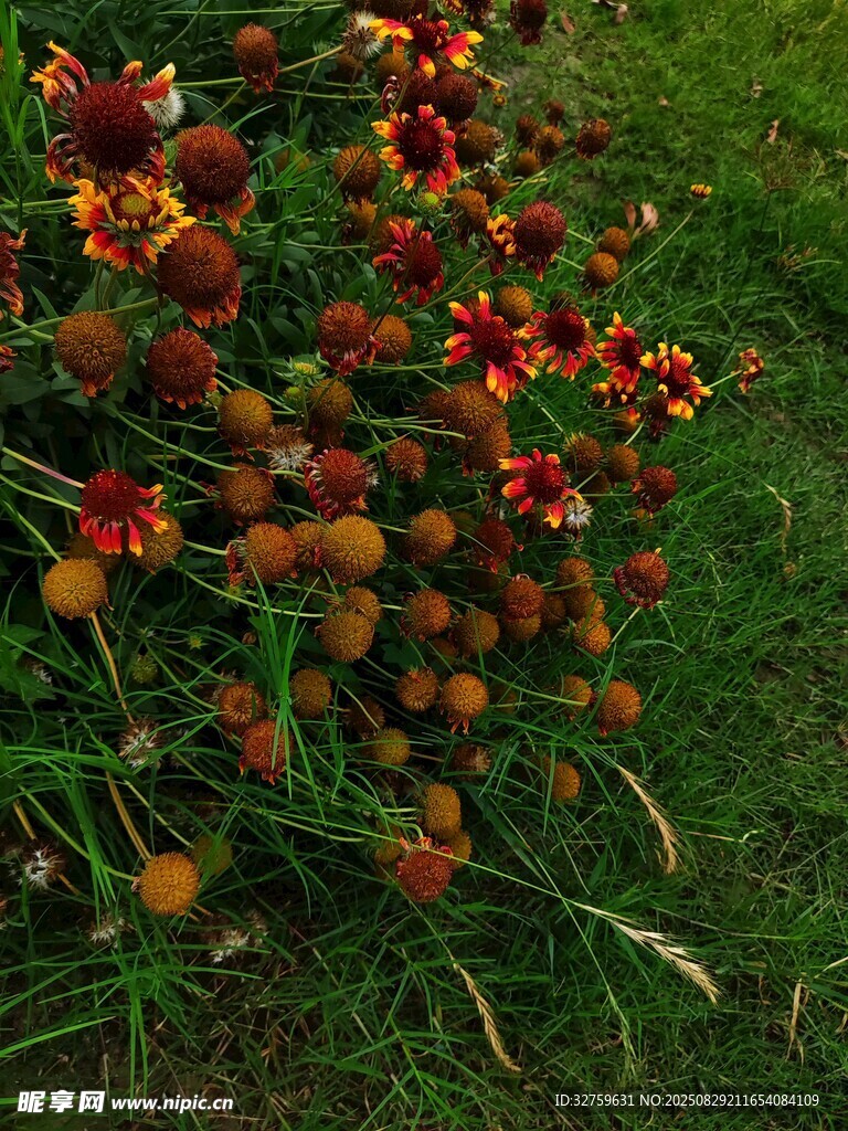 草丛中的多彩花卉