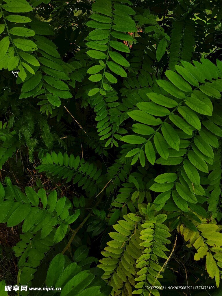 翠绿蕨类植物叶片特写