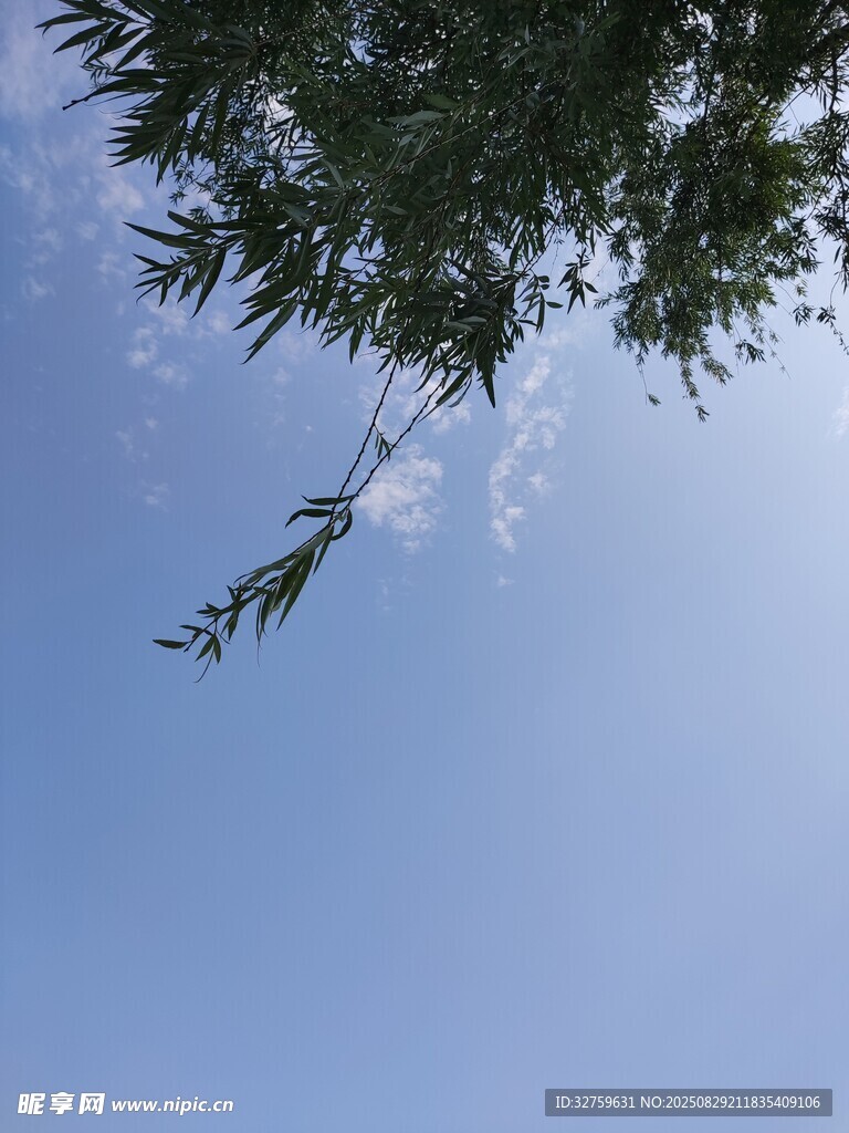 蓝天映衬下的翠绿枝叶