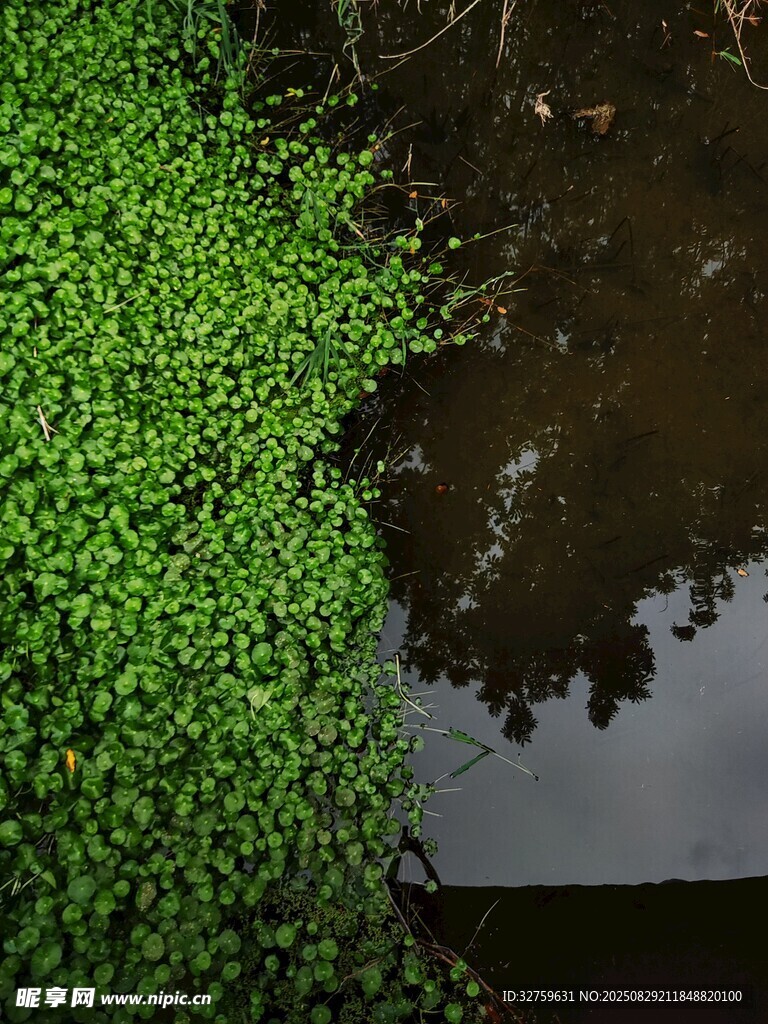 水面漂浮的翠绿水生植物