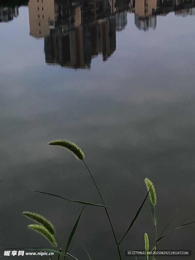 湖畔绿植与城市建筑倒影