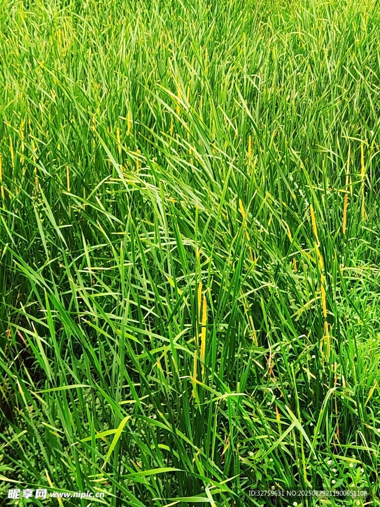 翠绿茂盛的青青草地