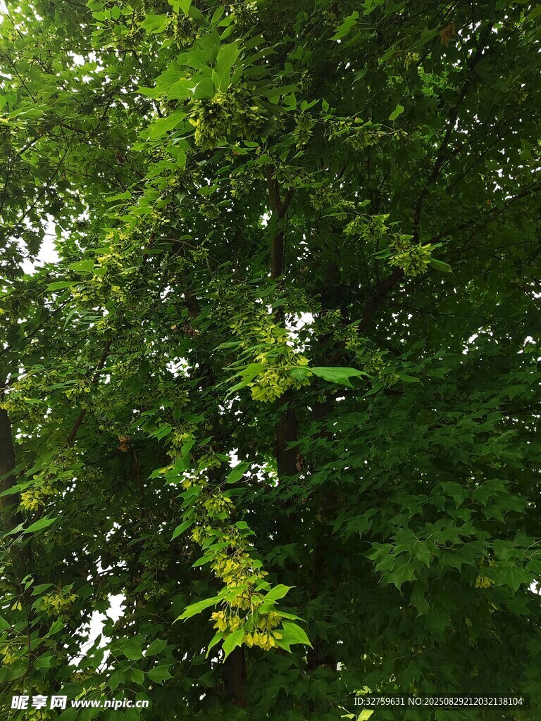 繁茂绿叶