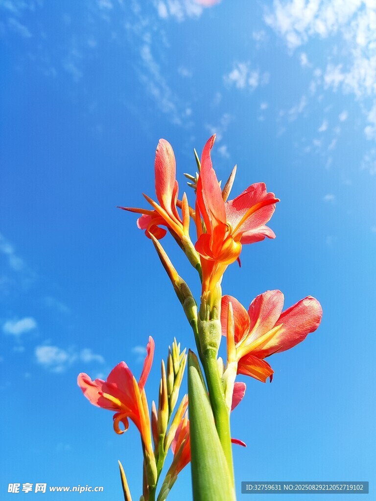 蓝天映衬下的艳丽朱顶红