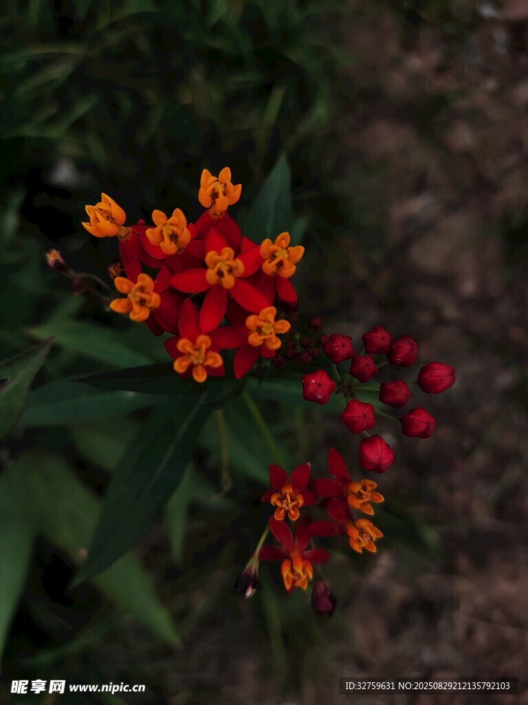 鲜艳马利筋花朵绽放