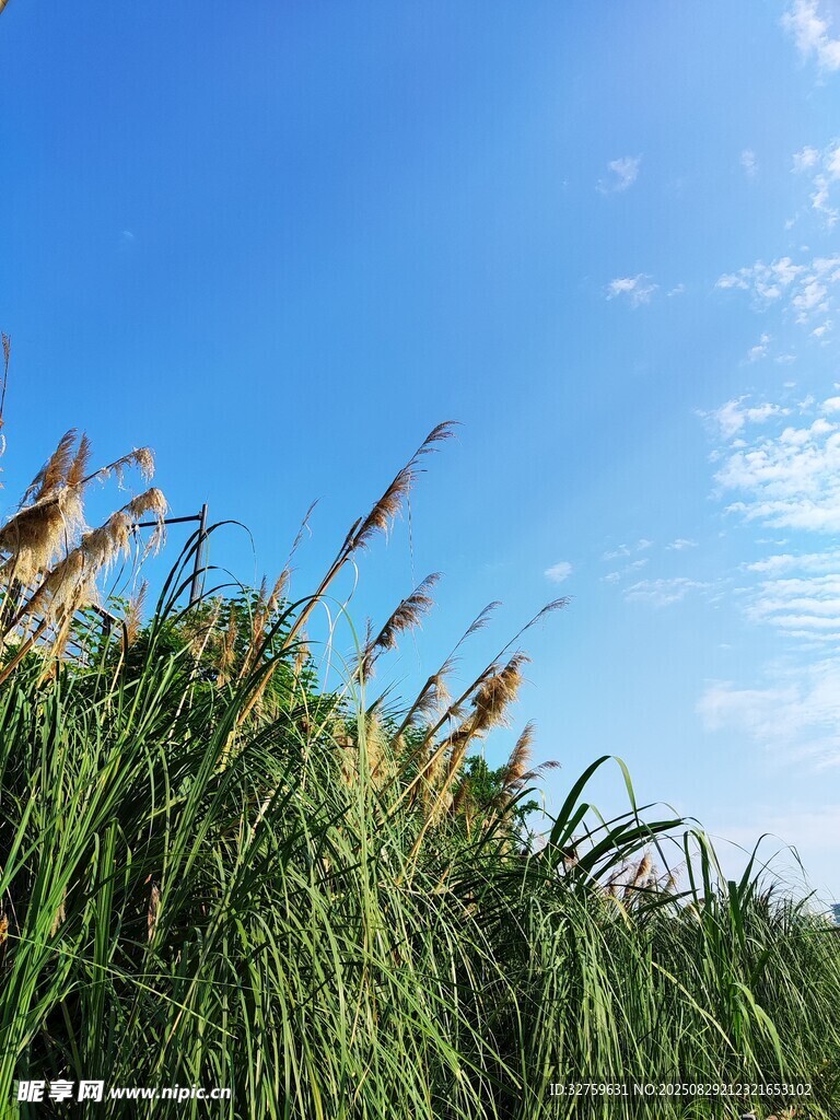 蓝天绿草间的清新景致