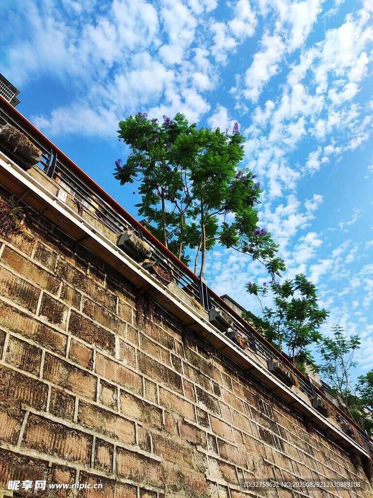 古老砖墙旁的葱郁绿树