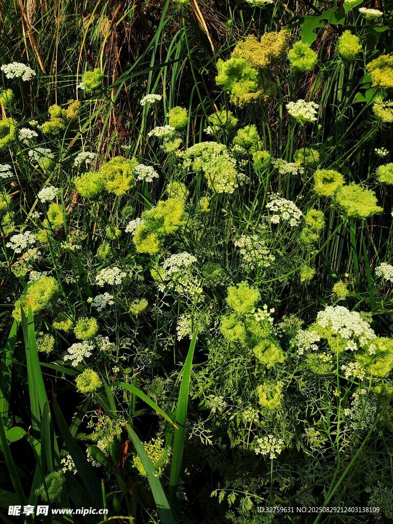 野外繁茂的绿色花草植物
