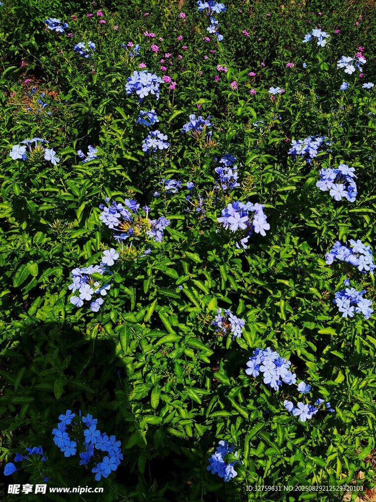 蓝花绿植景观