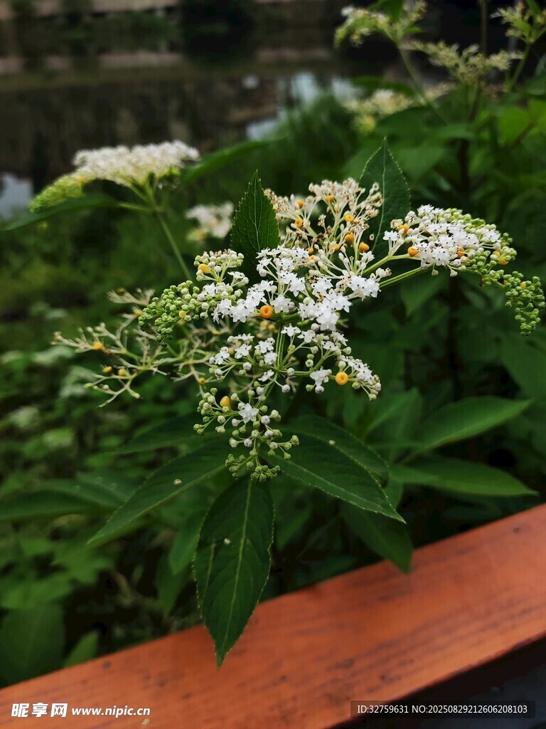 绿叶间的白色小花绽放