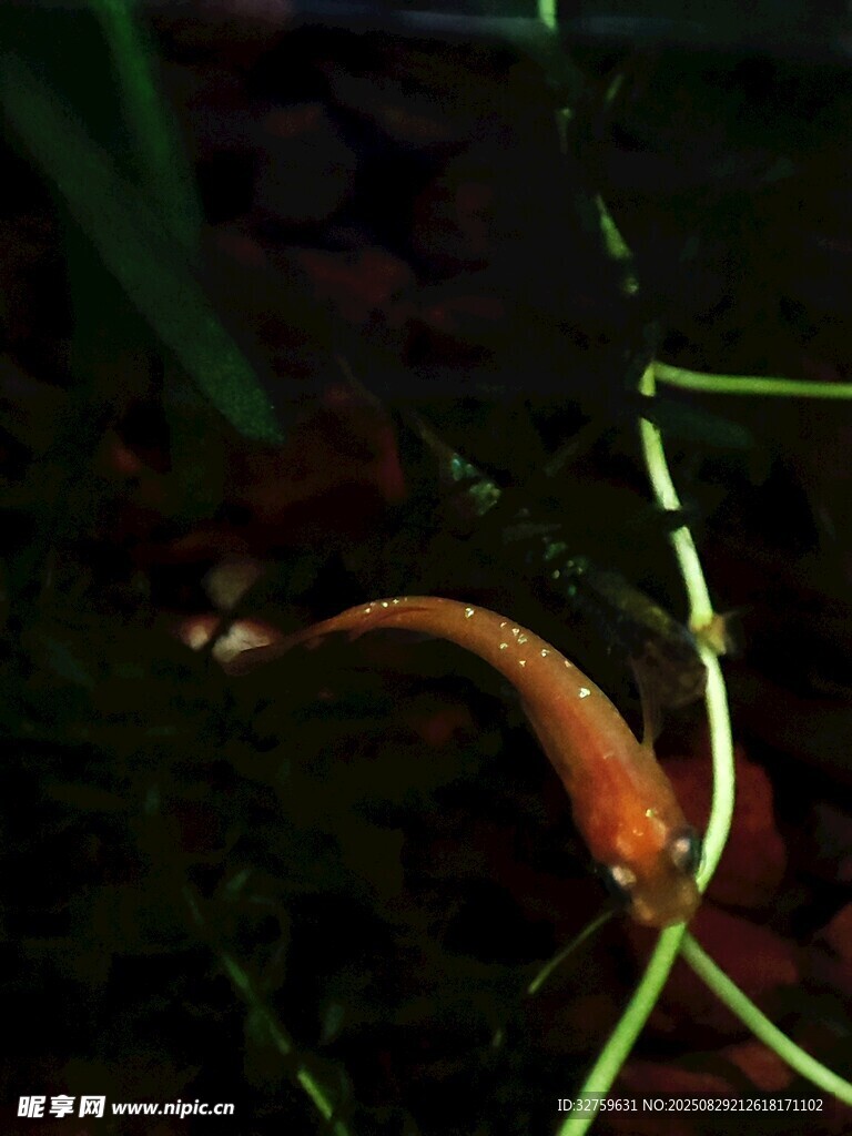 小鱼
