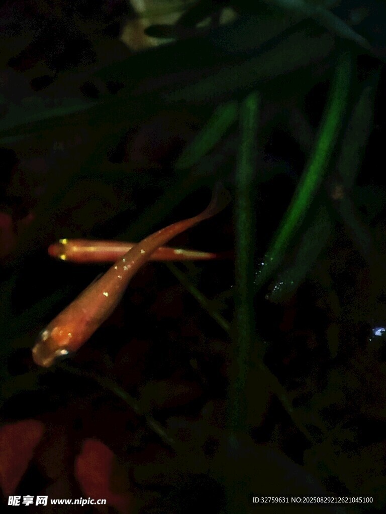 水中双游的橙红色小鱼