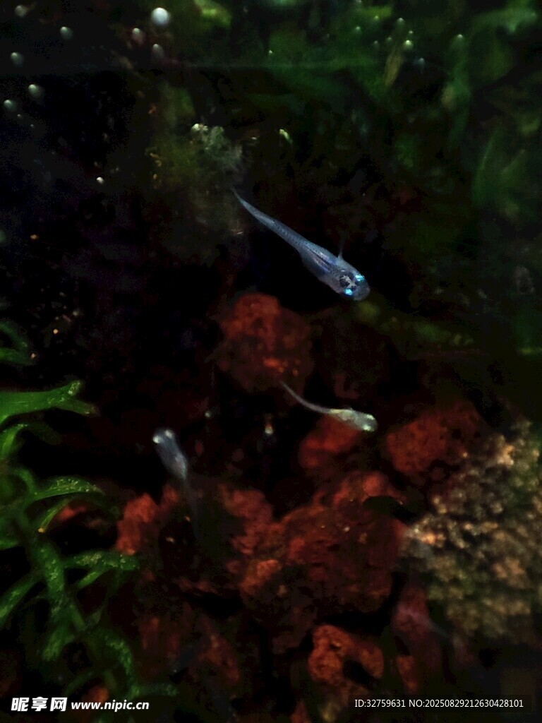 水族箱中的灵动小鱼