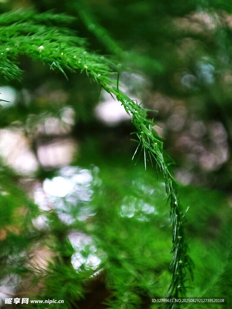 翠绿松针特写