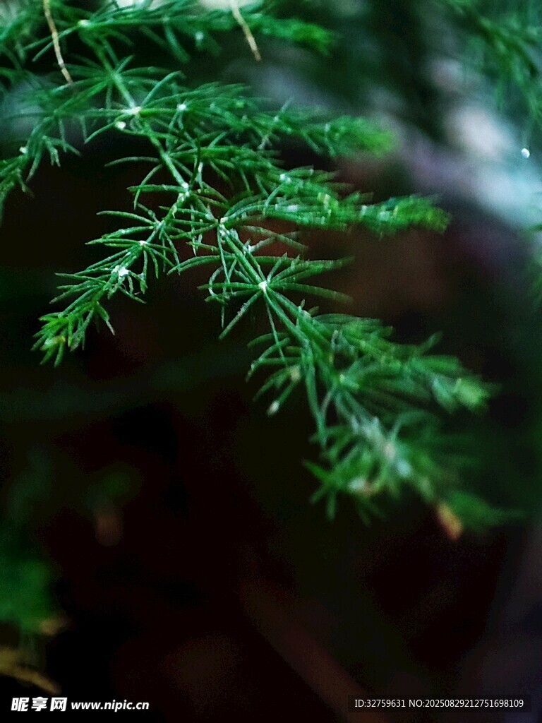 翠绿松针特写