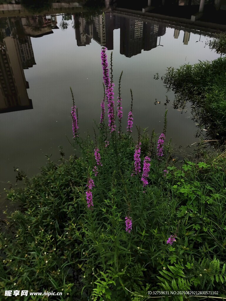 水边绽放的紫色野花