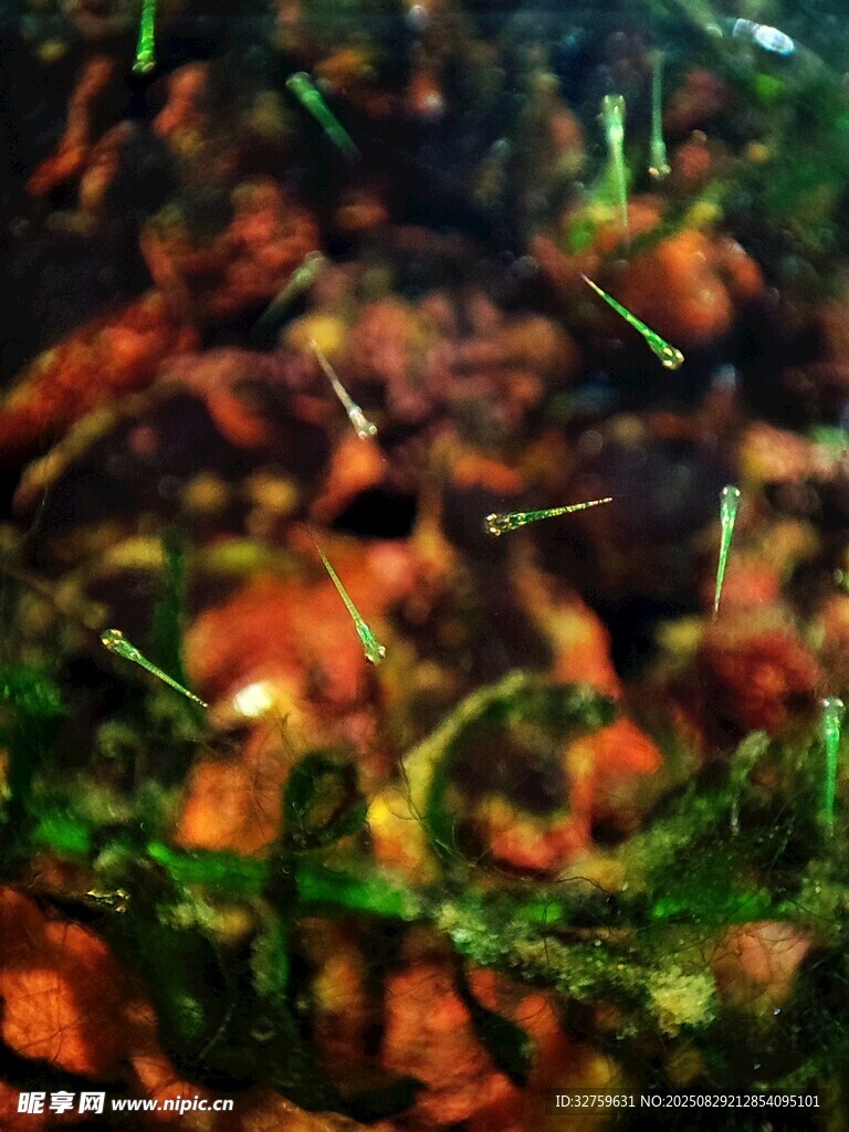 微观水下植物与细小生物