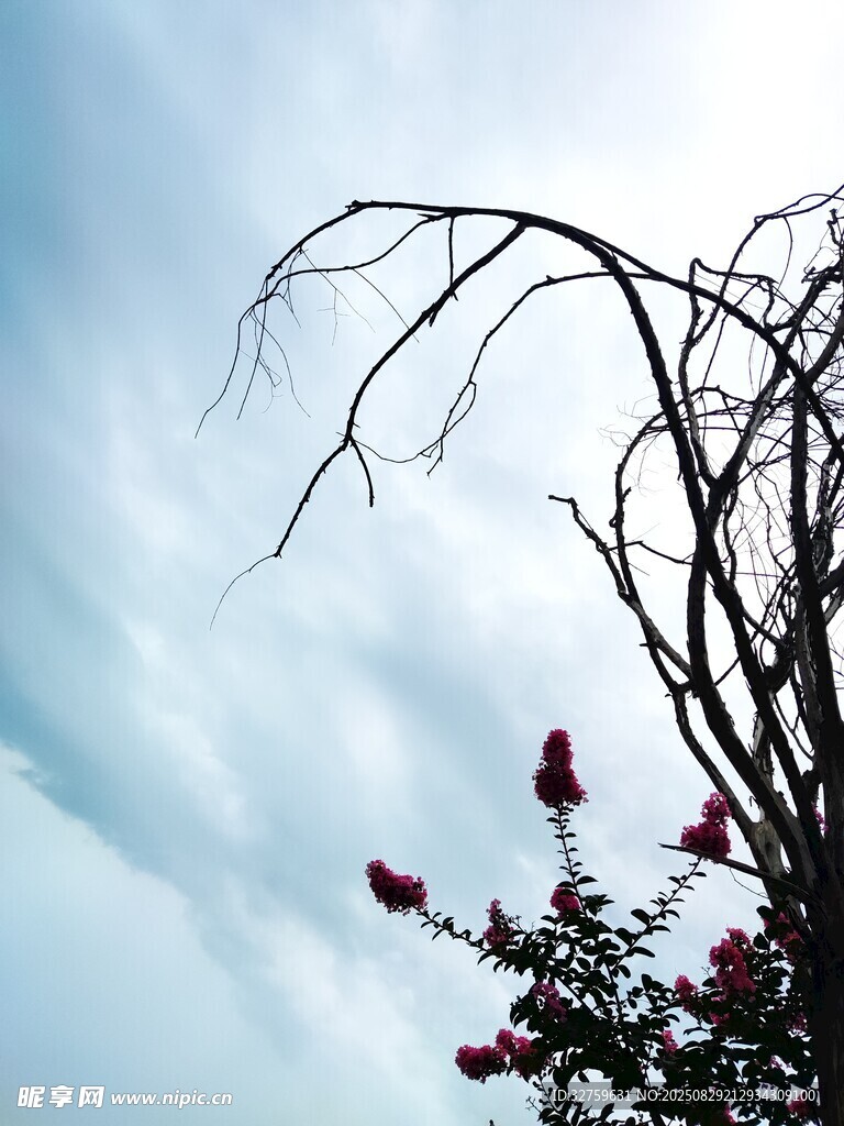 枯枝绽花