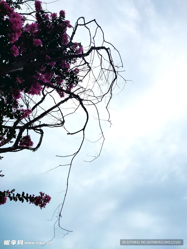 空中伸展的弯曲花枝