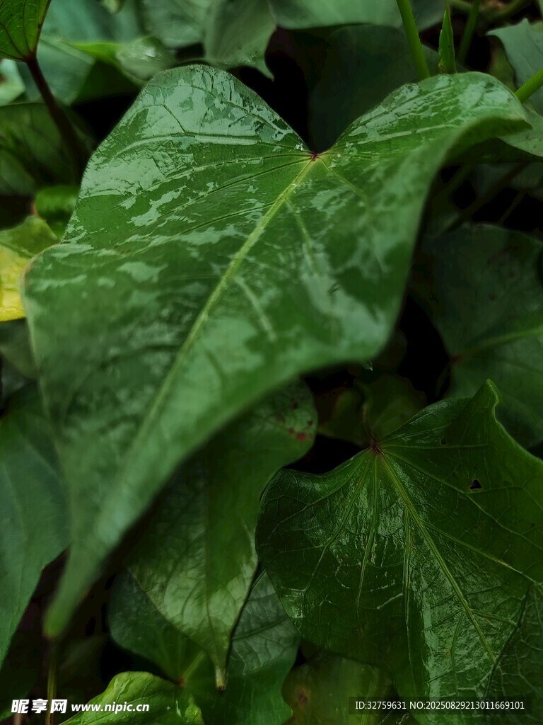 翠绿叶片特写