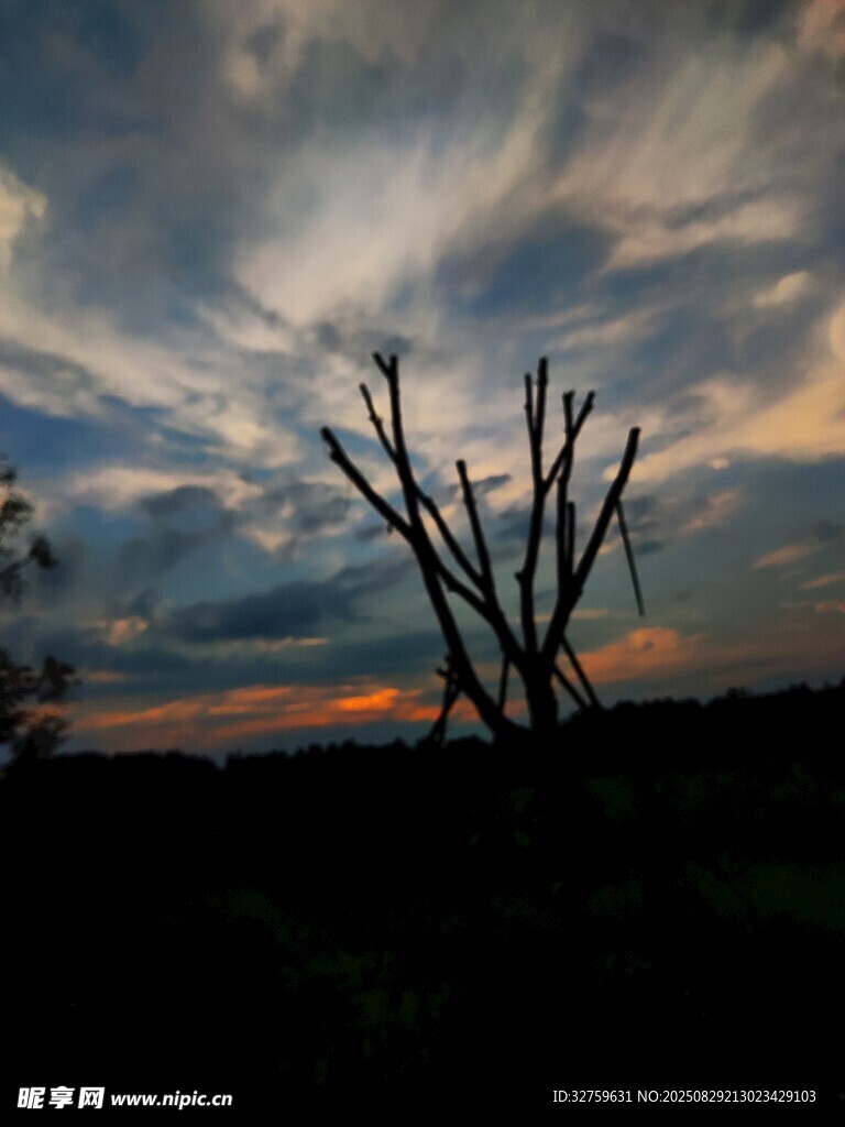 黄昏下的枯树与绚丽云彩