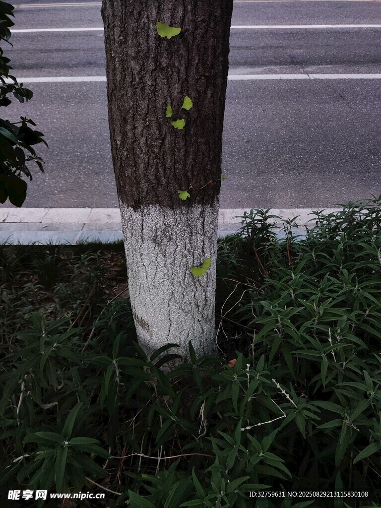 树干底部的绿色苔藓