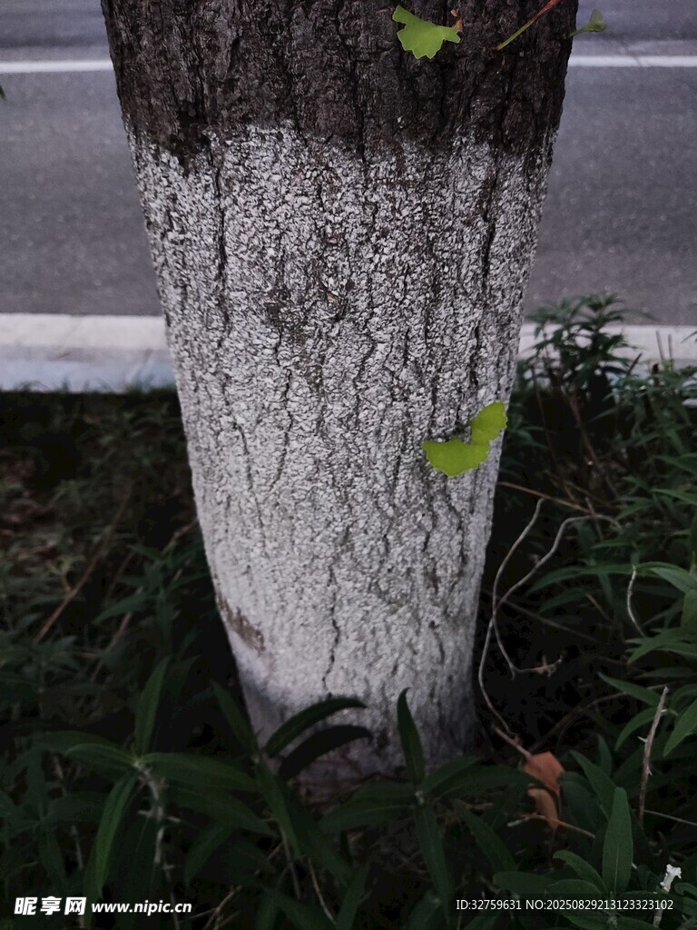 树干特写